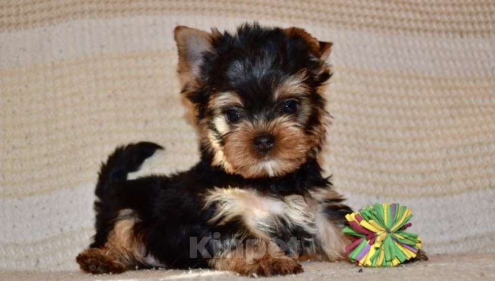 Собаки в Иркутске: Щенки йоркширского терьера Мальчик, 75 000 руб. - фото 2