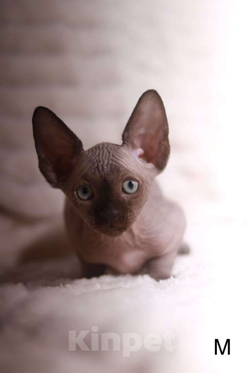 Кошки в других городах Московской области: Продаю котят канадского сфинкса Мальчик, 25 000 руб. - фото 2