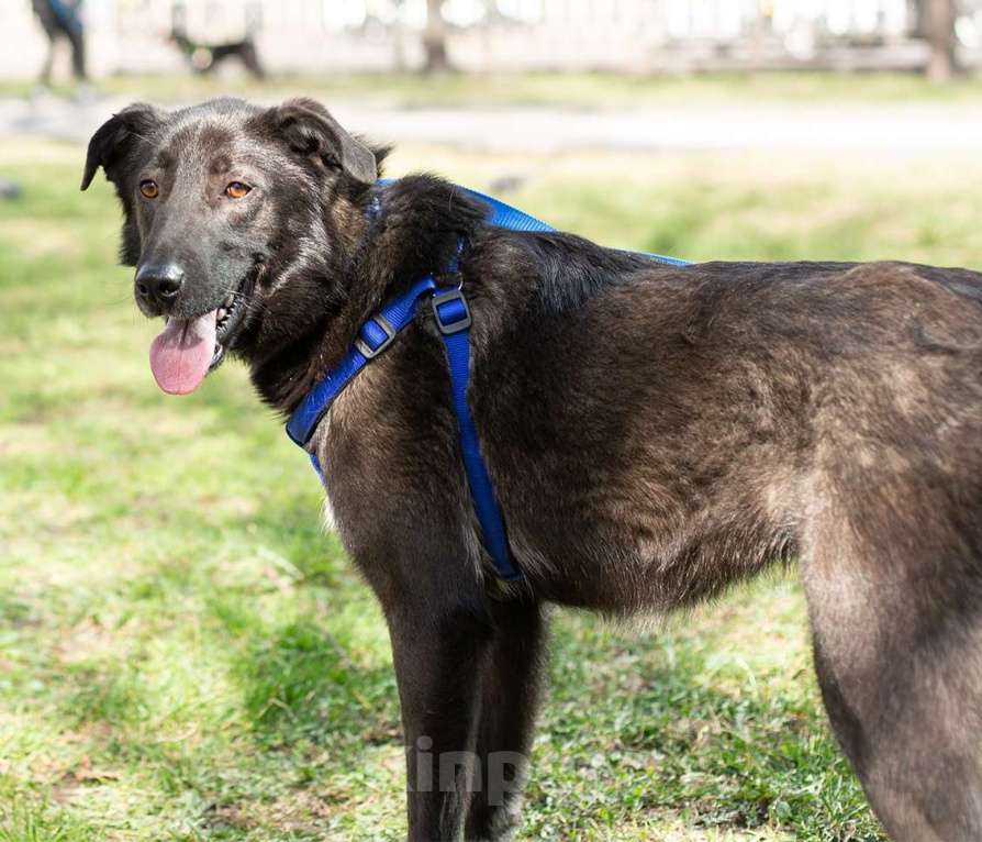 Собаки в Москве: Мишка так и не нашел своих еще Мальчик, Бесплатно - фото 2