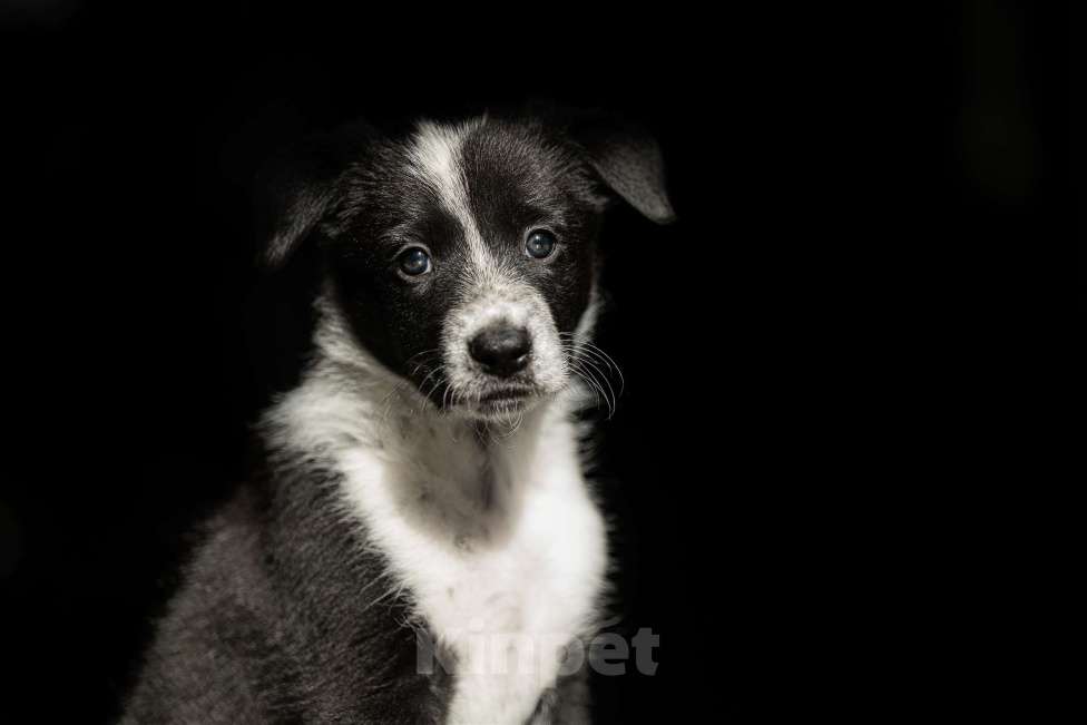 Собаки в Щелково: щенки бордер колли Мальчик, Бесплатно - фото 1