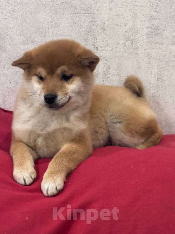 Собаки в Москве: Сиба-ину щенок Девочка, 50 000 руб. - фото 2