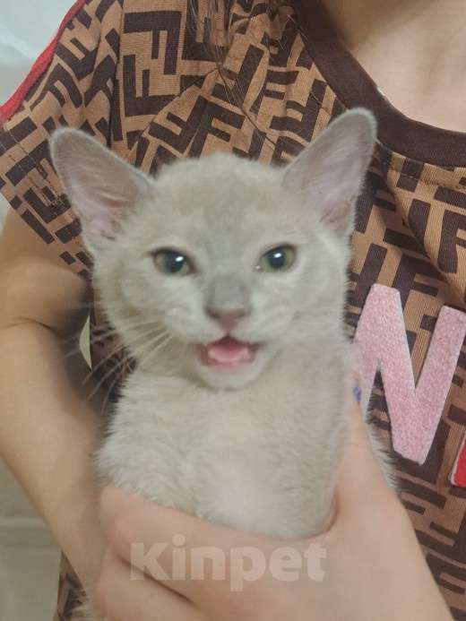 Кошки в Ставрополе: Бурманский коиенок Мальчик, Бесплатно - фото 3