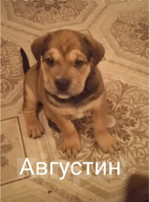 Собаки в Тольятти: щенок  майорского  мастифа  (как де бо), 30 000 руб. - фото 1