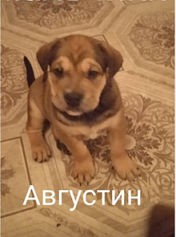 Объявление: щенок  майорского  мастифа  (как де бо), 30 000 руб., Тольятти