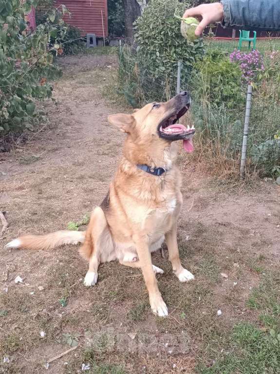 Собаки в Москве: Идеальный семьянин Мальчик, Бесплатно - фото 5