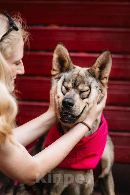 Собаки в Москве: Чудесная Булка в добрые руки Девочка, Бесплатно - фото 3