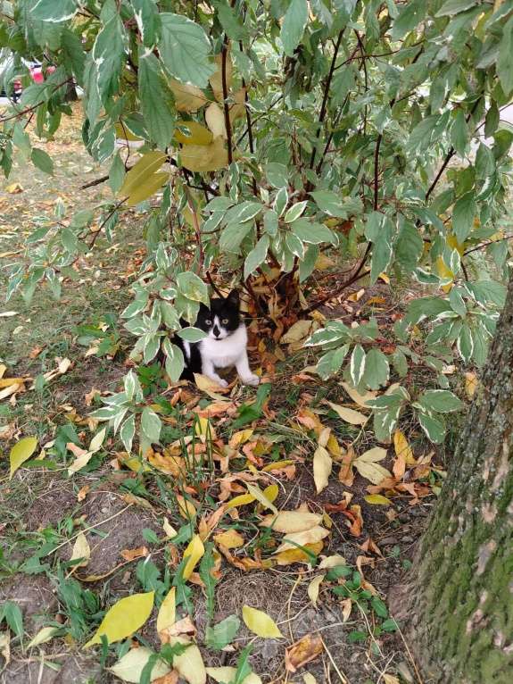 Кошки в Санкт-Петербурге: Матильда Девочка, Бесплатно - фото 1
