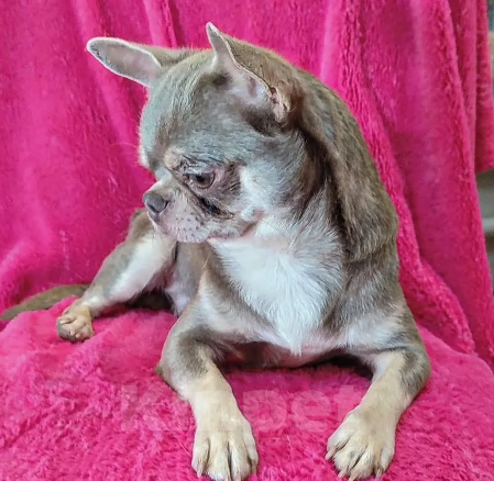 Собаки в Нижнем Новгороде: Кобель чихуахуа Мальчик, Бесплатно - фото 2