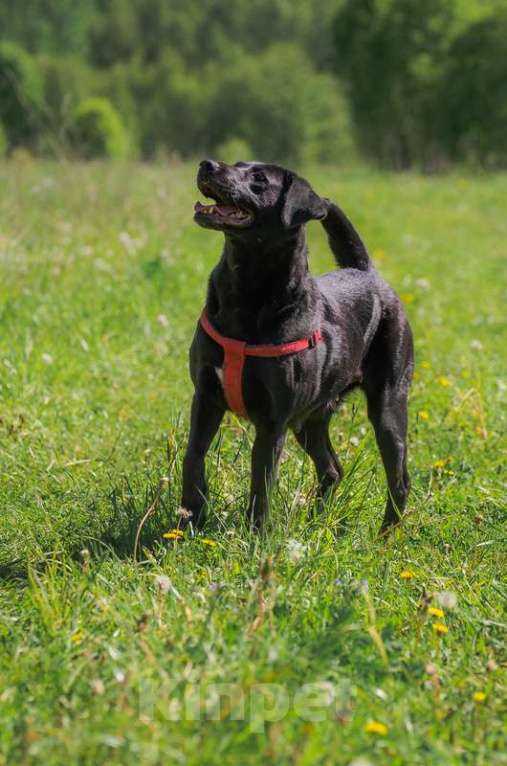 Собаки в Москве: Лабрадор Шанэль в добрые руки Девочка, 1 руб. - фото 4