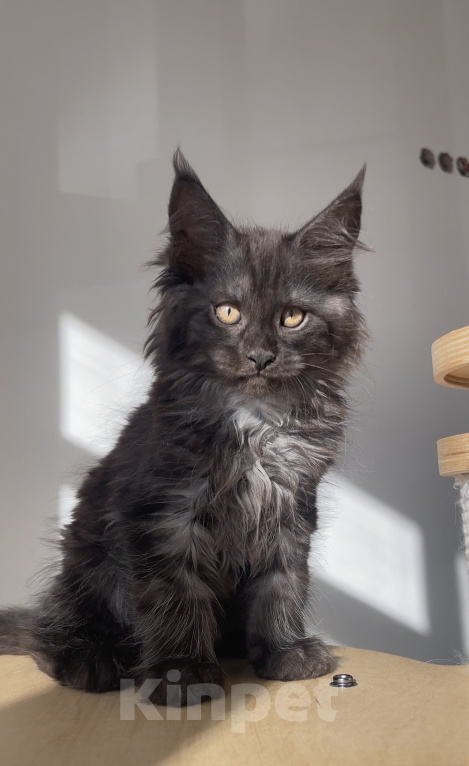 Кошки в Москве: Котенок мейн кун девочка Девочка, 60 000 руб. - фото 2