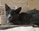 Кошки в Жуковском: Котята (3 мес) ищут дом, Бесплатно - фото 2