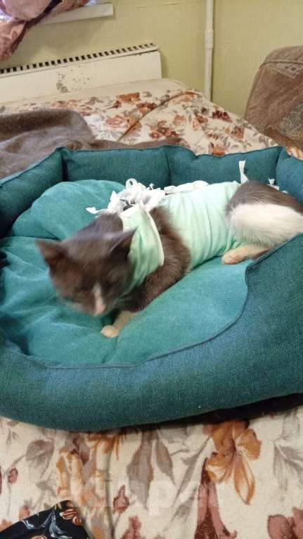 Кошки в Москве: Базиллио Мальчик, Бесплатно - фото 6