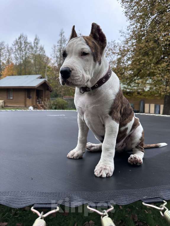 Собаки в Москве: Щенки АСТ  Мальчик, Бесплатно - фото 2