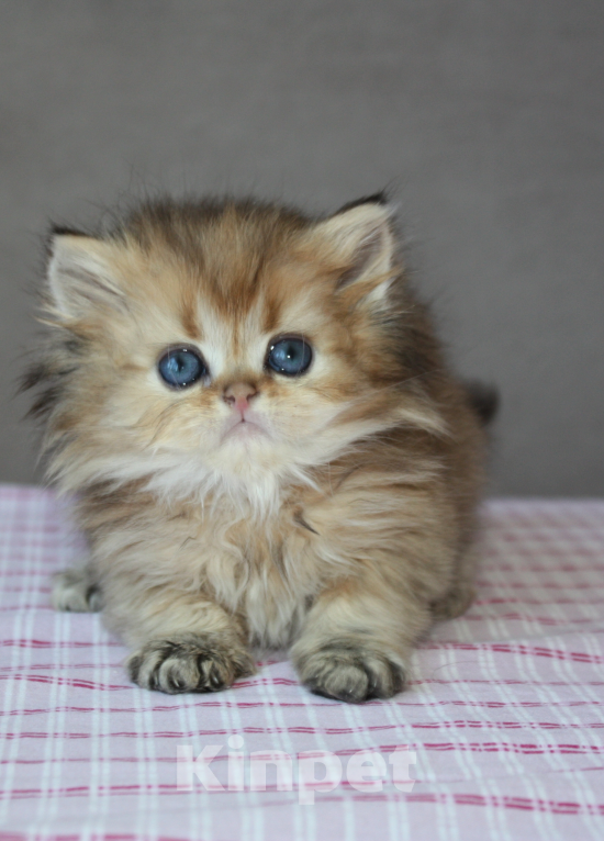 Кошки в Чебоксарах: Кошечка Девочка, 30 000 руб. - фото 3