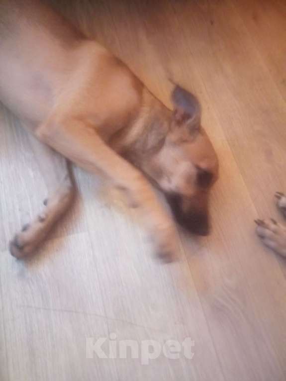 Собаки в Волжском: Аврора , очень красивая ,послушная  собака пол года  Девочка, Бесплатно - фото 1