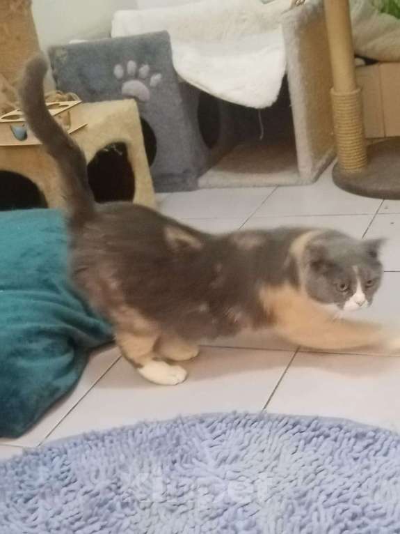 Кошки в Москве: Феня, 3 года, метис шотландской кошки, ищет дом. Москва Девочка, Бесплатно - фото 6