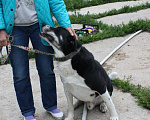 Собаки в Москве: Тимур ищет дом Мальчик, 100 руб. - фото 6