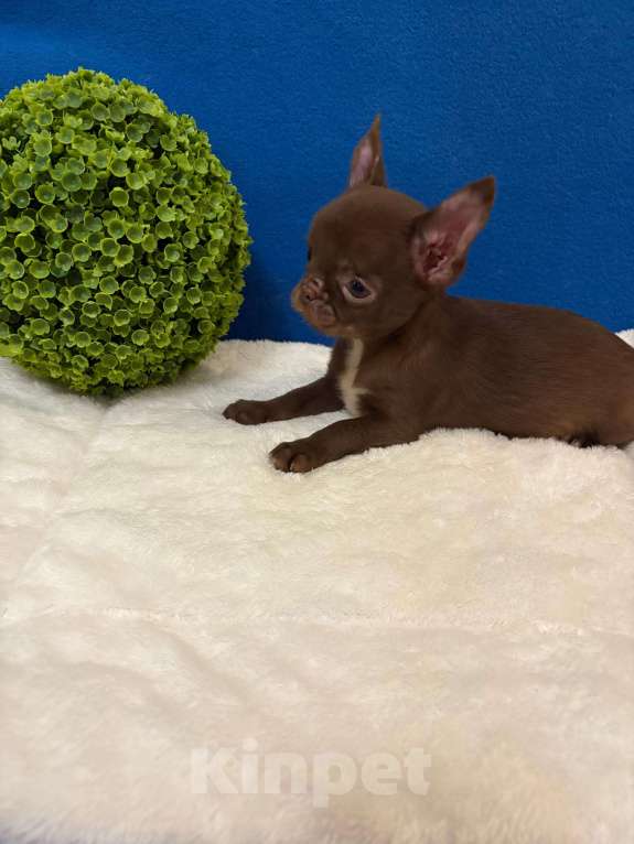Собаки в Москве: Чихуахуа  -  Девочка  г/ш Девочка, 25 000 руб. - фото 2