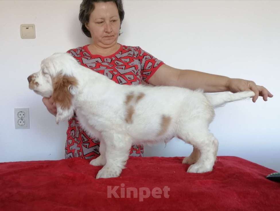 Собаки в Чите: Щенки кламбер спаниеля Разнополые, 50 000 руб. - фото 6