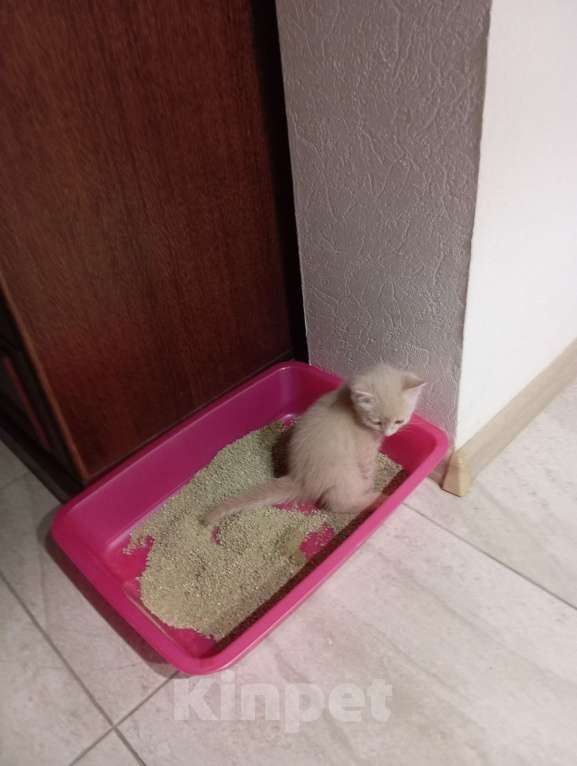 Кошки в Москве: Котята от домашней кошки Мальчик, 500 руб. - фото 7