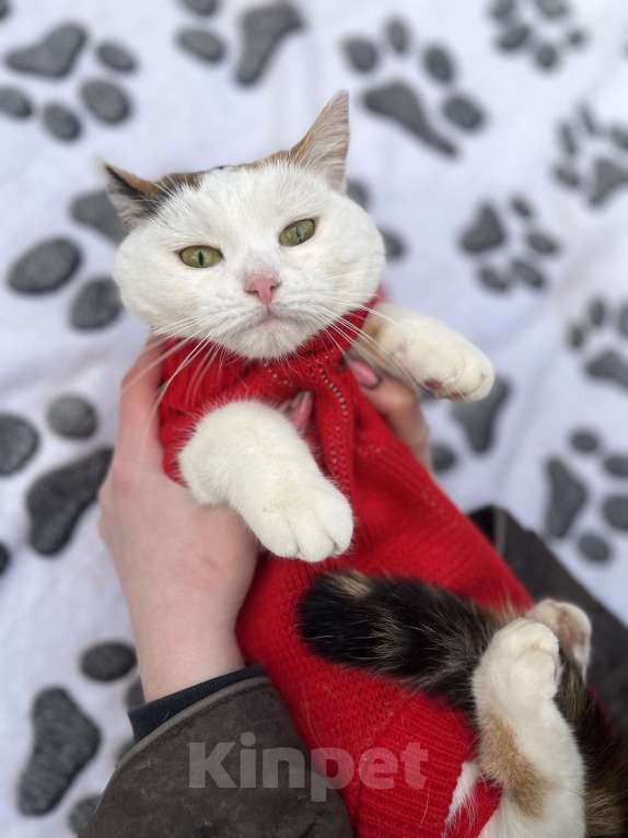 Кошки в других городах Московской области: Трехцветная кошка Горошина ищет дом Девочка, Бесплатно - фото 4