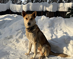 Собаки в других городах Московской области: Кекс в поисках дома Мальчик, Бесплатно - фото 3