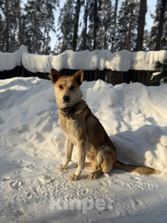 Собаки в других городах Московской области: Кекс в поисках дома Мальчик, Бесплатно - фото 3