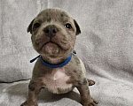 Собаки в Твери:  Щенки Американского булли покет Мальчик, Бесплатно - фото 1