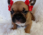 Собаки в других городах Московской области: Щенки французского бульдога Девочка, Бесплатно - фото 4