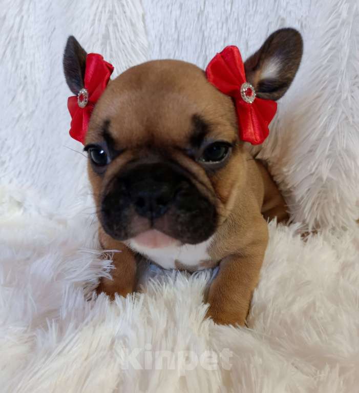 Собаки в других городах Московской области: Щенки французского бульдога Девочка, Бесплатно - фото 4