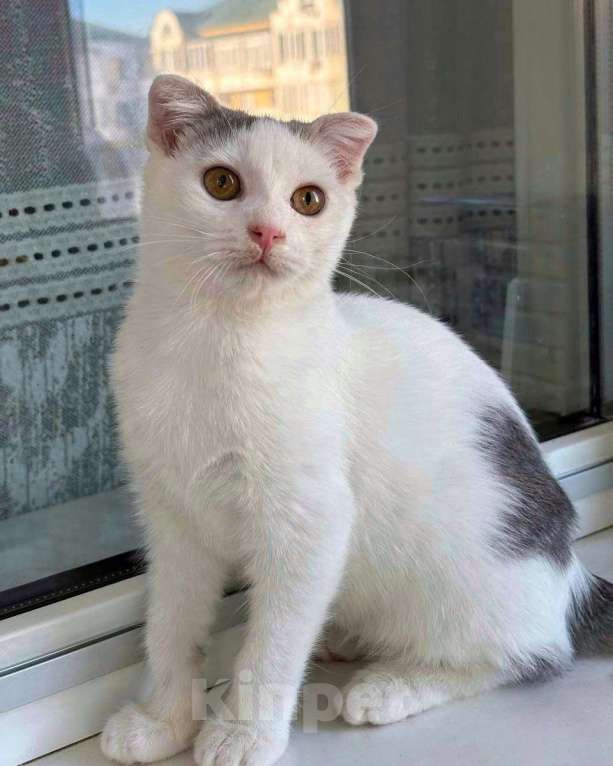 Кошки в Москве: Котенок Сливка ищет дом  Девочка, Бесплатно - фото 1