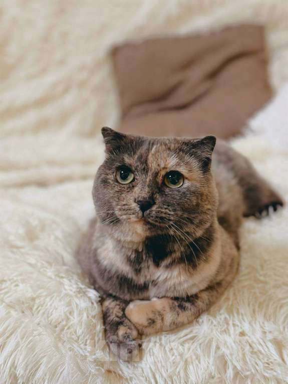 Кошки в Балашихе: Британская вислоухая кошка Паприка Девочка, Бесплатно - фото 3