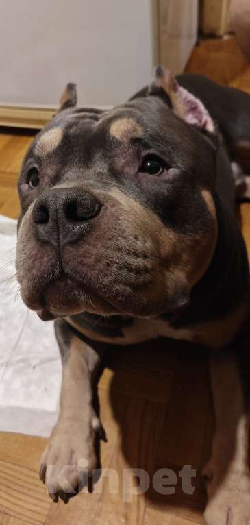 Собаки в Москве: Американский булли вязка Мальчик, Бесплатно - фото 1