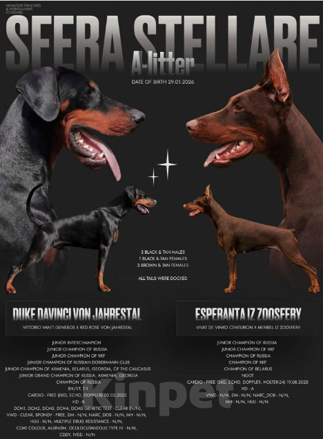 Собаки в Москве: Щенок добермана Мальчик, Бесплатно - фото 3