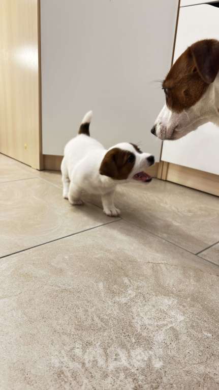 Собаки в Москве: Щенок джек-рассел-терьер от титулованных родителей Девочка, 1 руб. - фото 3