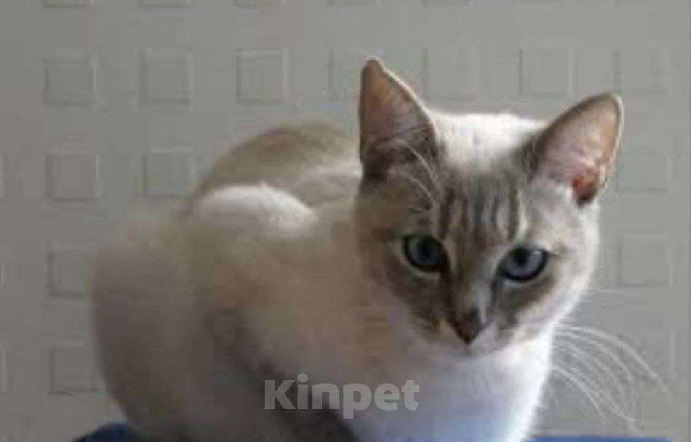 Кошки в Москве: Отдам в добрые руки Девочка, Бесплатно - фото 1