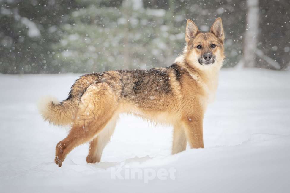 Собаки в Клине: Кешью — трепетная девочка скучает в приюте без своего человека Девочка, Бесплатно - фото 2