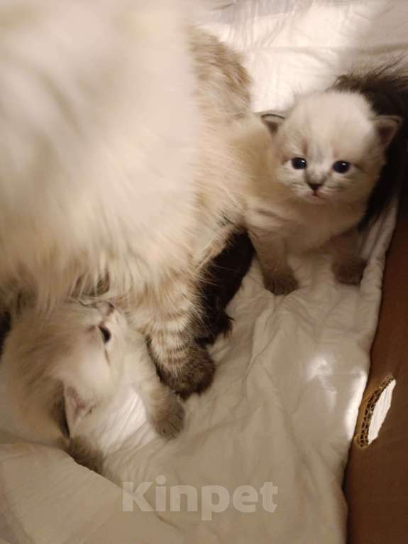 Кошки в Краснодаре: Продаются котята Мальчик, 20 000 руб. - фото 1