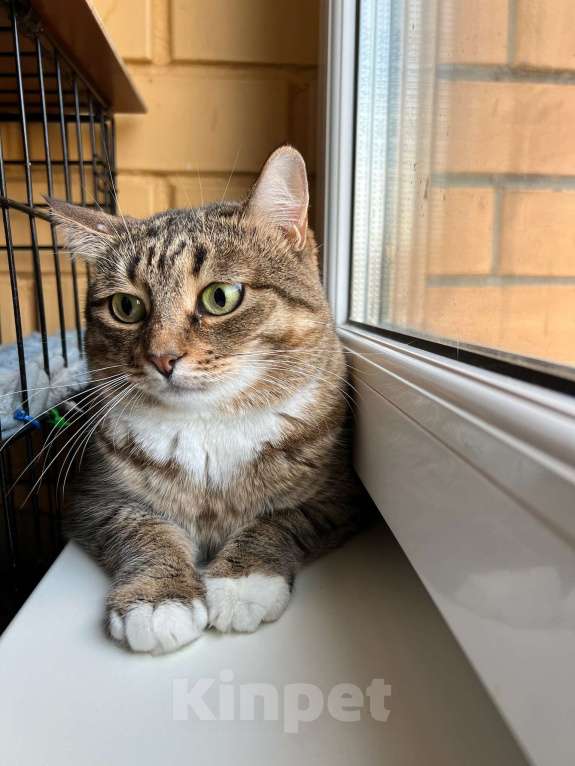 Кошки в Москве: Осторожная девочка Тутси в дар добрым людям Девочка, Бесплатно - фото 5