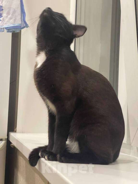 Кошки в Ульяновске: Отдам в добрый руки, двух милых мальчиков) Мальчик, 100 руб. - фото 7