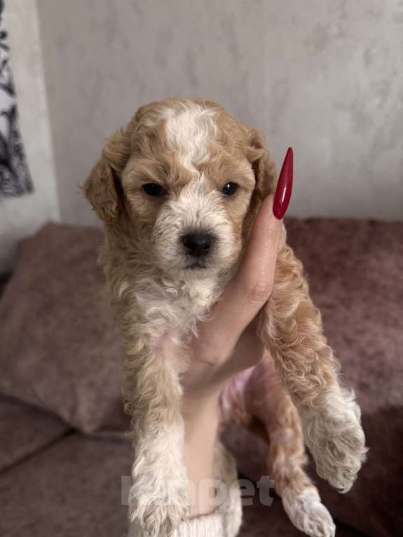 Собаки в Ростове-на-Дону: Щенки  Мальчик, 55 000 руб. - фото 5