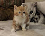 Кошки в Москве: Котята шотландские Мальчик, 25 000 руб. - фото 1