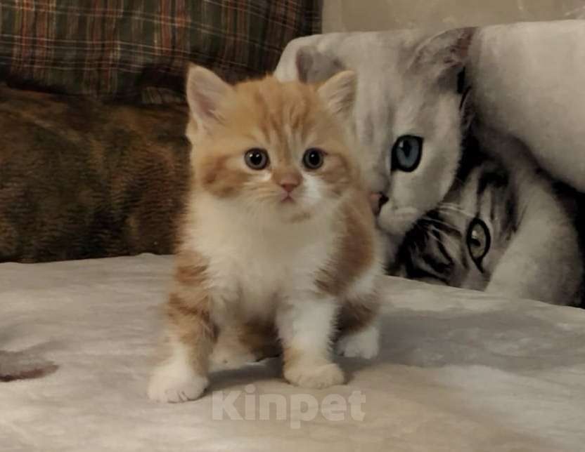 Кошки в Москве: Котята шотландские Мальчик, 25 000 руб. - фото 1