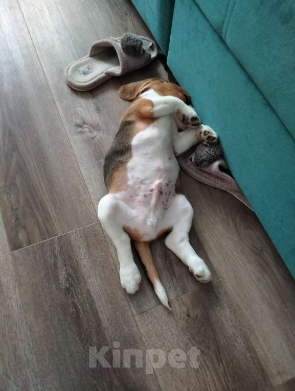 Собаки в Барнауле: Продам Бигля Мальчик, 25 000 руб. - фото 3