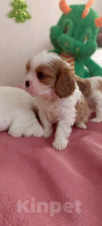 Собаки в Дмитрове: Мальчики кавалер Кинг Чарльз Спаниель Мальчик, 55 000 руб. - фото 9