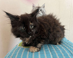 Кошки в Новосибирске: Котята мейн-кун (1 полидакт) Девочка, 8 000 руб. - фото 6