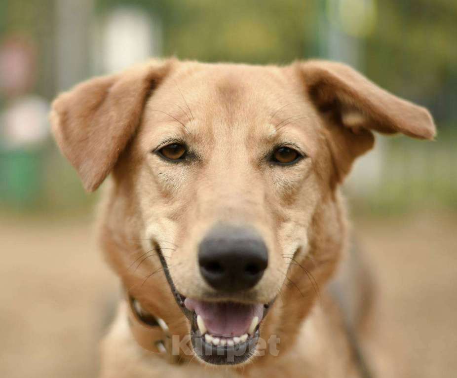 Собаки в Москве: Афина из приюта  в добрые руки Девочка, Бесплатно - фото 3