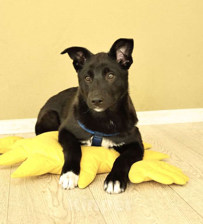 Собаки в Москве: Щенок бесплатно в Москве Мальчик, Бесплатно - фото 5