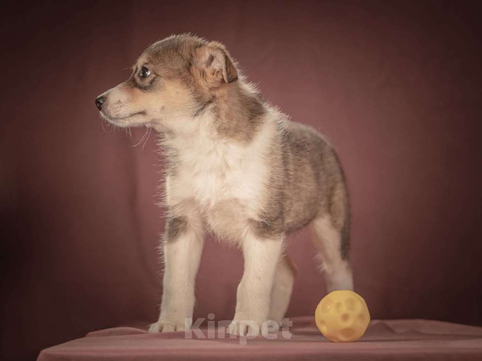 Собаки в Клине: Зорро — дружелюбный крепыш, который готов любить вас всем своим щенячьим сердцем Мальчик, Бесплатно - фото 4