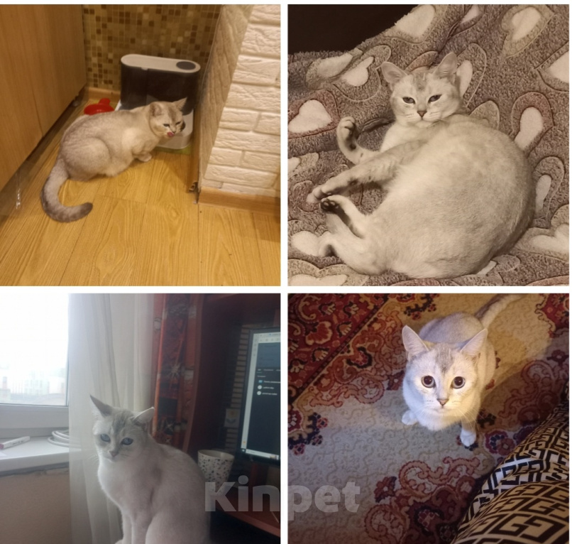 Кошки в Москве: Потерялась кошечка Солнцево! Девочка, 7 000 руб. - фото 1